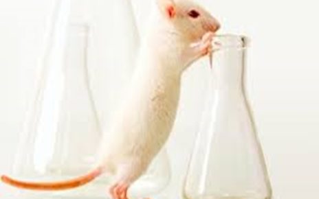 Mengapa Percobaan Medis Sering Memakai Tikus