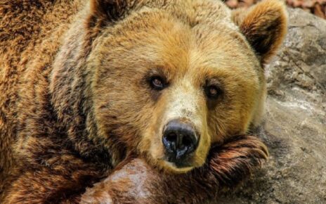 6 Fakta Beruang Grizzly Predator Besar yang Bisa Berlari Kencang
